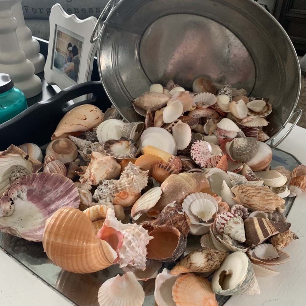 Real Seashells - Picture 2 of 5